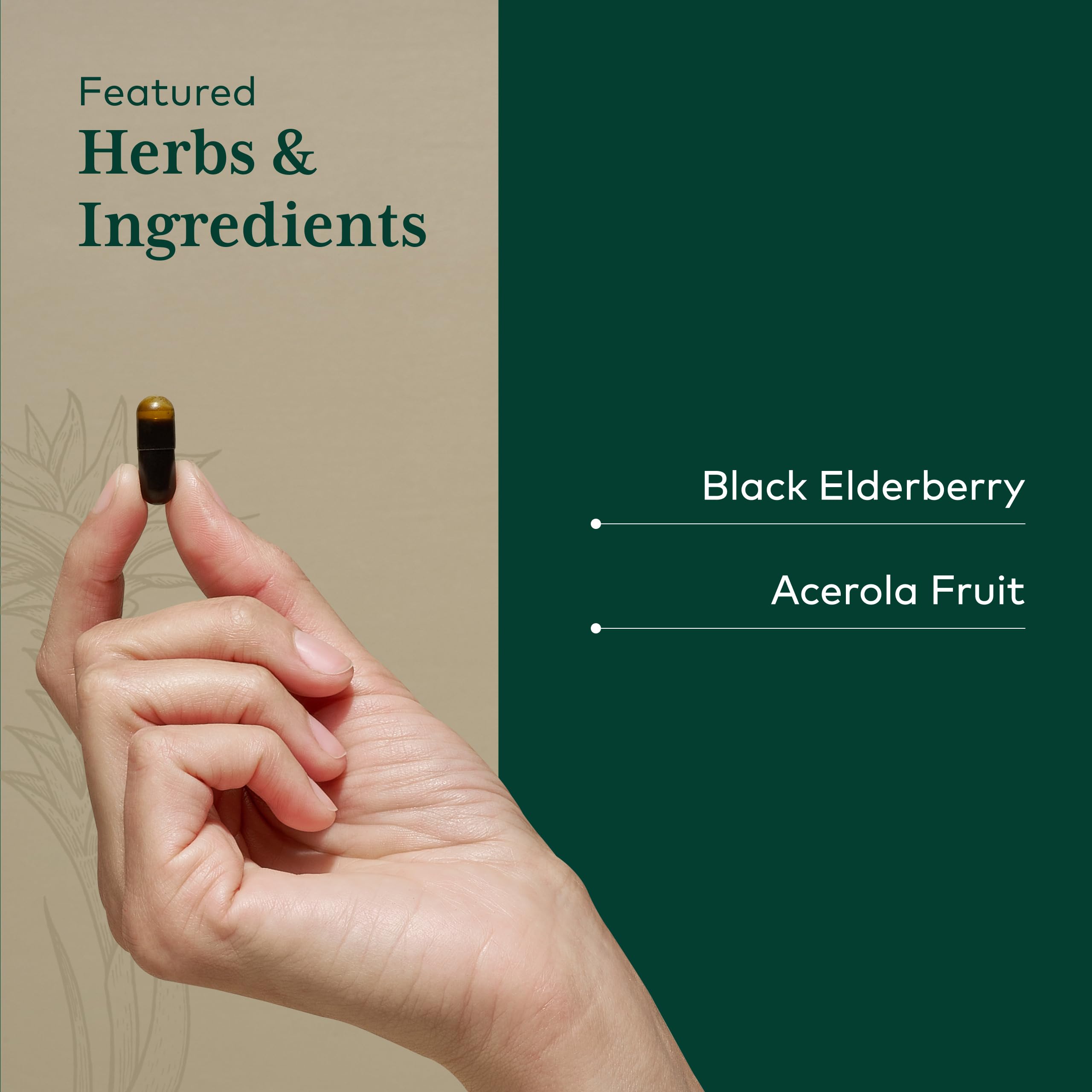 GAIA HERBS PRO Black Elderberry Pro - Supports Immune System Health* - Concentrated Organic Black Elderberry Extract - Vegan - 120 Capsules (60 Servings) - Image 4